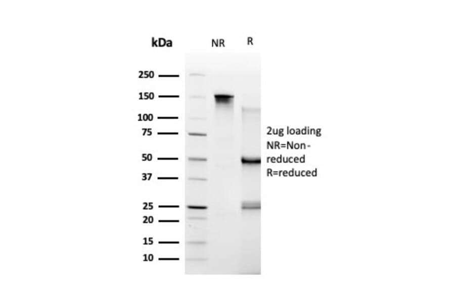 SDS-PAGE - Anti-TRBP Antibody [PCRP-TARBP2-1E5] - BSA and Azide free (A253259) - Antibodies.com