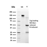SDS-PAGE - Anti-TRBP Antibody [PCRP-TARBP2-1E5] - BSA and Azide free (A253259) - Antibodies.com