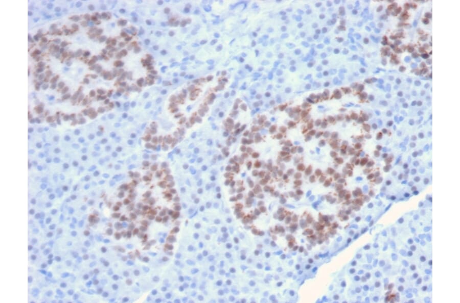 Immunohistochemistry - Anti-HNF1 alpha Antibody [HNF1A/2087] - BSA and Azide free (A253261) - Antibodies.com