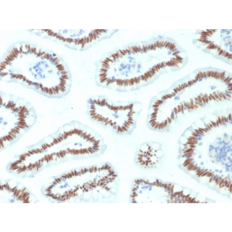 Immunohistochemistry - Anti-HNF1 alpha Antibody [HNF1A/2087] - BSA and Azide free (A253261) - Antibodies.com
