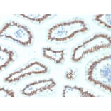 Immunohistochemistry - Anti-HNF1 alpha Antibody [HNF1A/2087] - BSA and Azide free (A253261) - Antibodies.com