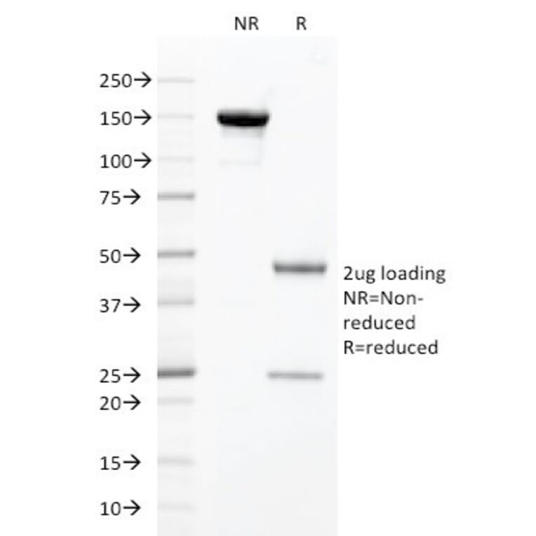 SDS-PAGE - Anti-HNF1 alpha Antibody [HNF1A/2087] - BSA and Azide free (A253261) - Antibodies.com