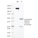 SDS-PAGE - Anti-HNF1 alpha Antibody [HNF1A/2087] - BSA and Azide free (A253261) - Antibodies.com