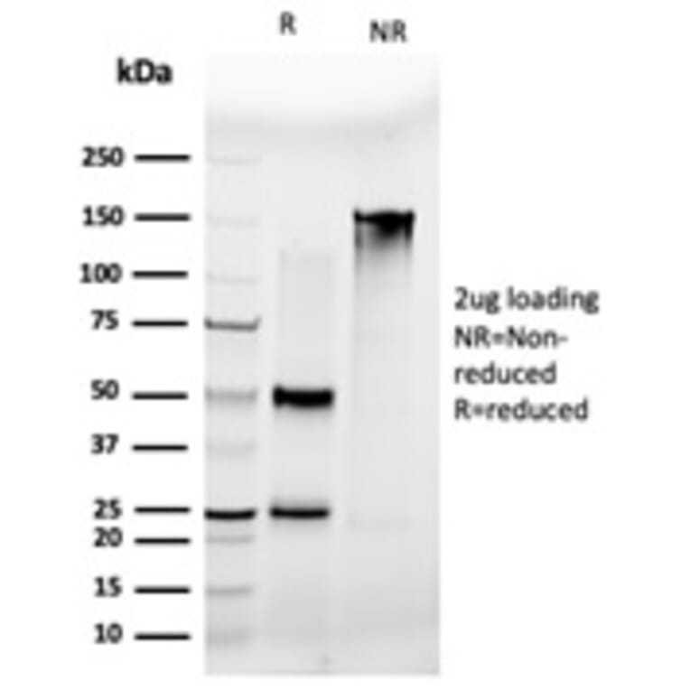 SDS-PAGE - Anti-MLX Antibody [PCRP-MLX-1G8] - BSA and Azide free (A253262) - Antibodies.com