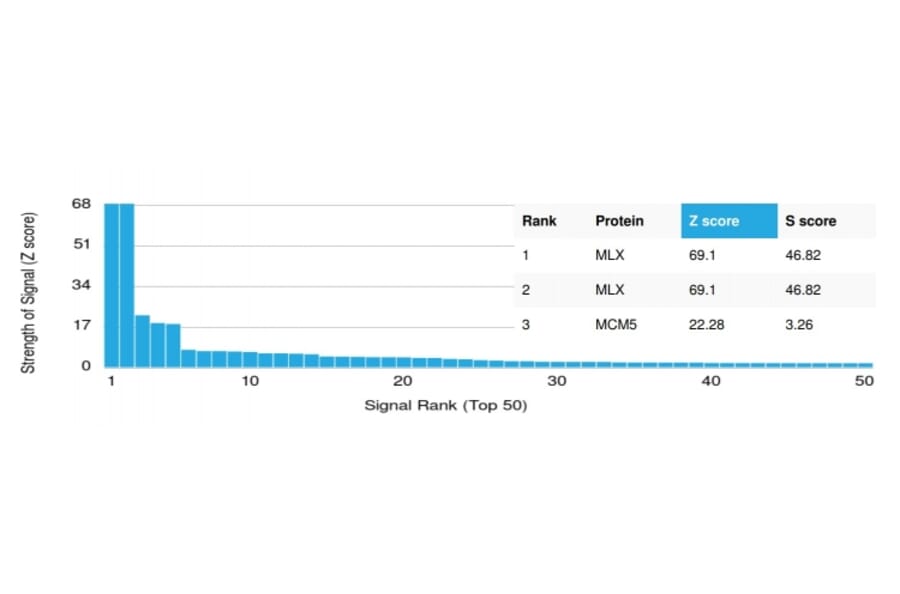 Protein Array - Anti-MLX Antibody [PCRP-MLX-1G8] - BSA and Azide free (A253261) - Antibodies.com