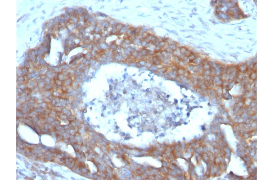 Immunohistochemistry - Anti-Estrogen Inducible Protein pS4 Antibody [GE2] - BSA and Azide free (A253264) - Antibodies.com