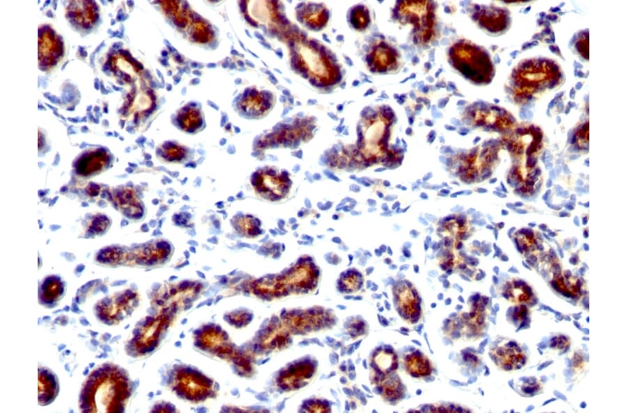 Immunohistochemistry - Anti-Estrogen Inducible Protein pS7 Antibody [TFF1/1091] - BSA and Azide free (A250087) - Antibodies.com