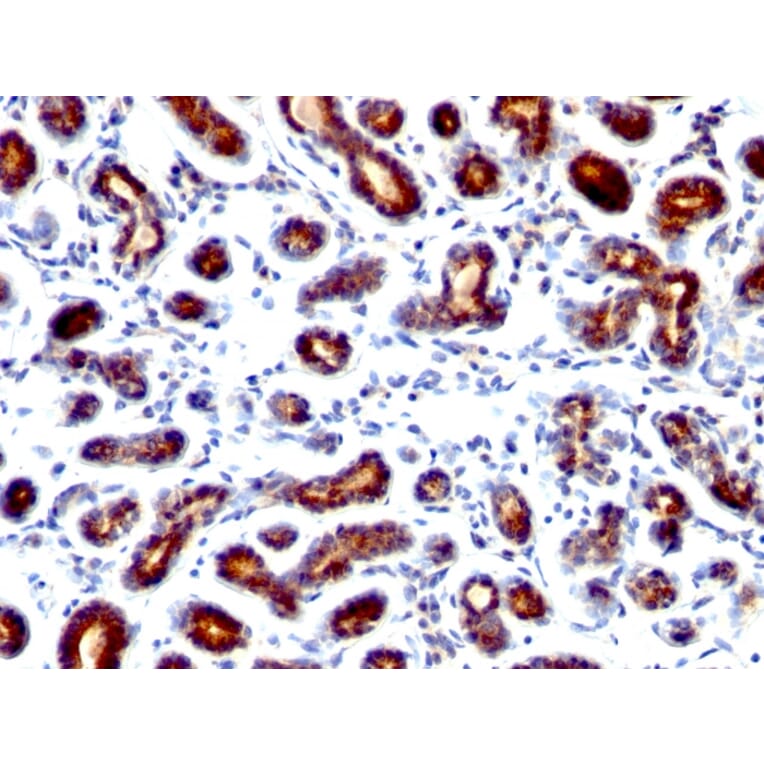 Immunohistochemistry - Anti-Estrogen Inducible Protein pS7 Antibody [TFF1/1091] - BSA and Azide free (A250087) - Antibodies.com