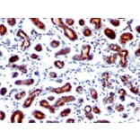Immunohistochemistry - Anti-Estrogen Inducible Protein pS7 Antibody [TFF1/1091] - BSA and Azide free (A250087) - Antibodies.com