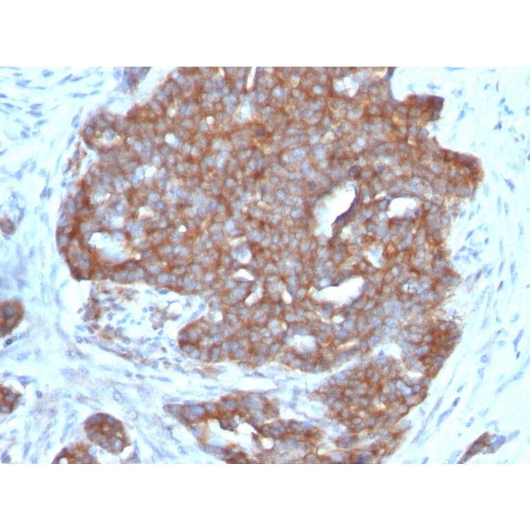 Immunohistochemistry - Anti-Estrogen Inducible Protein pS7 Antibody [TFF1/1091] - BSA and Azide free (A250087) - Antibodies.com