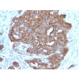 Immunohistochemistry - Anti-Estrogen Inducible Protein pS7 Antibody [TFF1/1091] - BSA and Azide free (A250087) - Antibodies.com