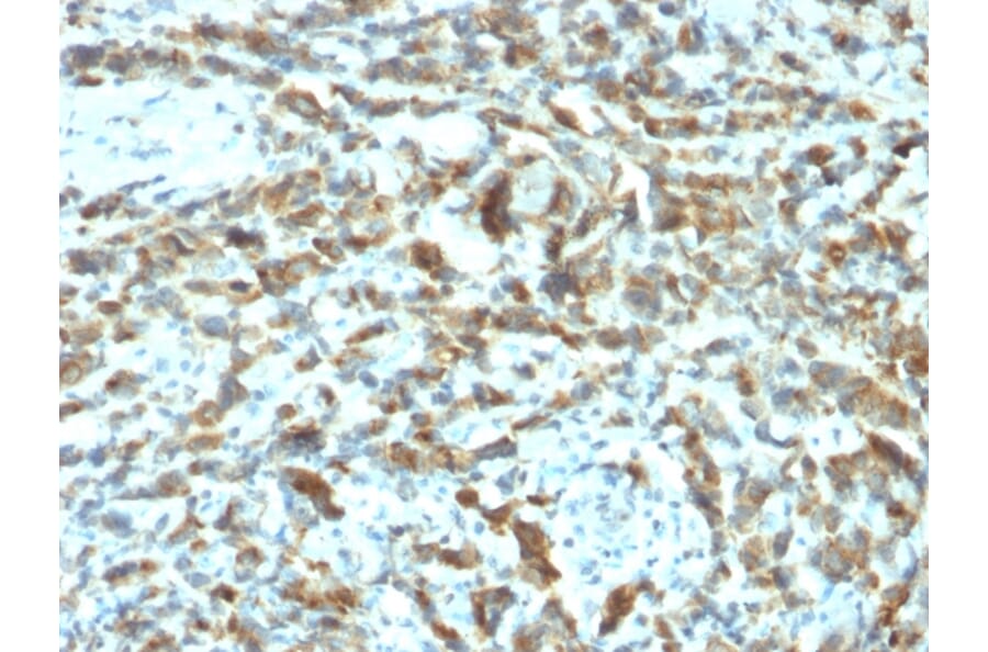 Immunohistochemistry - Anti-Estrogen Inducible Protein pS2 Antibody [TFF1/2133] - BSA and Azide free (A253268) - Antibodies.com