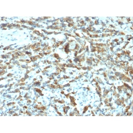 Immunohistochemistry - Anti-Estrogen Inducible Protein pS2 Antibody [TFF1/2133] - BSA and Azide free (A253268) - Antibodies.com