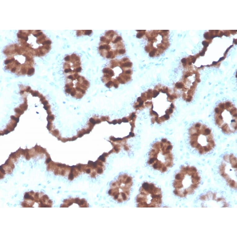 Immunohistochemistry - Anti-Estrogen Inducible Protein pS8 Antibody [rTFF1/1091] - BSA and Azide free (A250089) - Antibodies.com