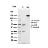 SDS-PAGE - Anti-Transferrin Receptor Antibody [TFRC/3630] - BSA and Azide free (A253271) - Antibodies.com