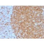 Immunohistochemistry - Anti-Transferrin Receptor Antibody [TFRC/3630] - BSA and Azide free (A253271) - Antibodies.com