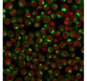 Immunofluorescence - Anti-Transferrin Receptor Antibody [DF1513] - BSA and Azide free (A253272) - Antibodies.com