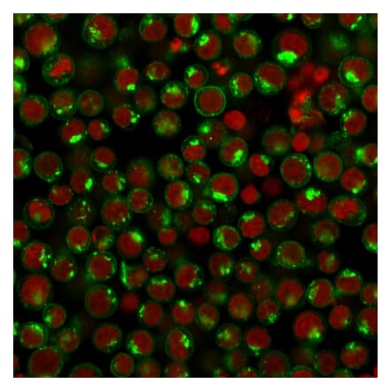 Immunofluorescence - Anti-Transferrin Receptor Antibody [DF1513] - BSA and Azide free (A253272) - Antibodies.com