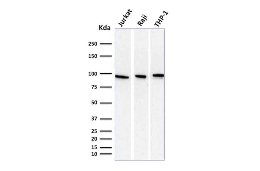 Western Blot - Anti-Transferrin Receptor Antibody [DF1513] - BSA and Azide free (A253272) - Antibodies.com