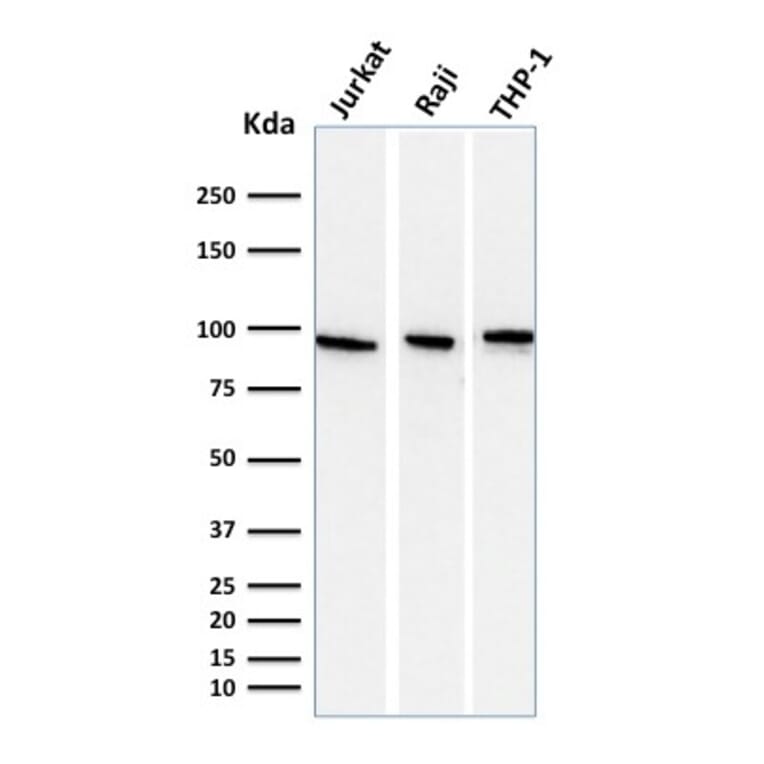 Western Blot - Anti-Transferrin Receptor Antibody [DF1513] - BSA and Azide free (A253272) - Antibodies.com