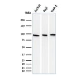 Western Blot - Anti-Transferrin Receptor Antibody [DF1513] - BSA and Azide free (A253272) - Antibodies.com