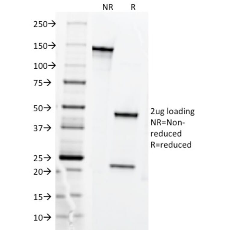 SDS-PAGE - Anti-Transferrin Receptor Antibody [DF1513] - BSA and Azide free (A253272) - Antibodies.com