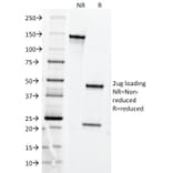 SDS-PAGE - Anti-Transferrin Receptor Antibody [DF1513] - BSA and Azide free (A253272) - Antibodies.com