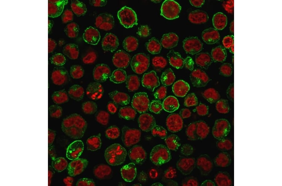 Immunofluorescence - Anti-Transferrin Receptor Antibody [TFRC/1059] - BSA and Azide free (A253274) - Antibodies.com