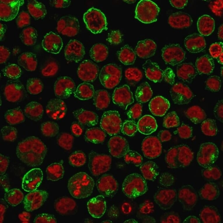 Immunofluorescence - Anti-Transferrin Receptor Antibody [TFRC/1059] - BSA and Azide free (A253274) - Antibodies.com