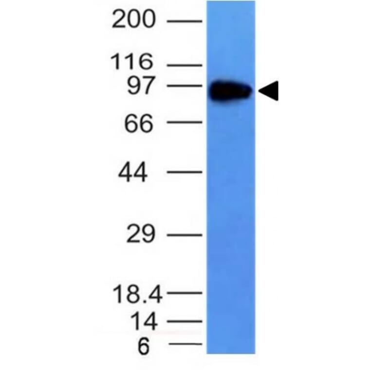 Western Blot - Anti-Transferrin Receptor Antibody [TFRC/1149] - BSA and Azide free (A250095) - Antibodies.com