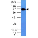 Western Blot - Anti-Transferrin Receptor Antibody [TFRC/1149] - BSA and Azide free (A250095) - Antibodies.com