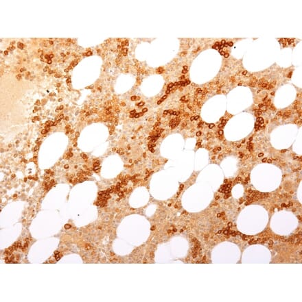 Immunohistochemistry - Anti-Transferrin Receptor Antibody [TFRC/1817] - BSA and Azide free (A253276) - Antibodies.com