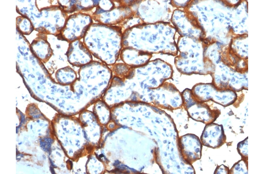 Immunohistochemistry - Anti-Transferrin Receptor Antibody [TFRC/1817] - BSA and Azide free (A253277) - Antibodies.com