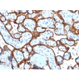 Immunohistochemistry - Anti-Transferrin Receptor Antibody [TFRC/1817] - BSA and Azide free (A253277) - Antibodies.com