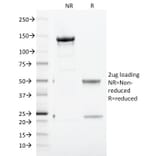 SDS-PAGE - Anti-Transferrin Receptor Antibody [TFRC/1817] - BSA and Azide free (A253277) - Antibodies.com