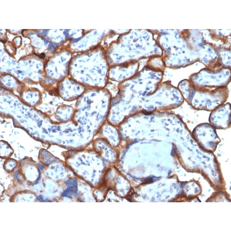 Immunohistochemistry - Anti-Transferrin Receptor Antibody [TFRC/1818] - BSA and Azide free (A253278) - Antibodies.com