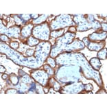 Immunohistochemistry - Anti-Transferrin Receptor Antibody [TFRC/1818] - BSA and Azide free (A253278) - Antibodies.com