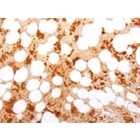 Immunohistochemistry - Anti-Transferrin Receptor Antibody [TFRC/1818] - BSA and Azide free (A253277) - Antibodies.com