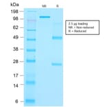 SDS-PAGE - Anti-Thyroglobulin Antibody [r2H11] - BSA and Azide free (A253281) - Antibodies.com