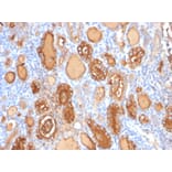 Immunohistochemistry - Anti-Thyroglobulin Antibody [r2H11] - BSA and Azide free (A253280) - Antibodies.com