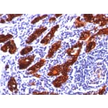 Immunohistochemistry - Anti-Thyroglobulin Antibody [2H11] - BSA and Azide free (A253282) - Antibodies.com
