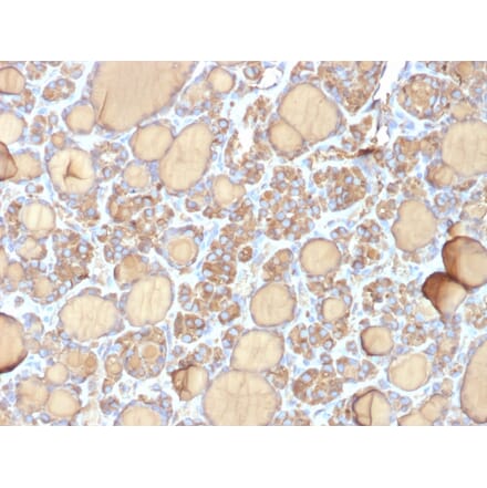 Immunohistochemistry - Anti-Thyroglobulin Antibody [r6E1] - BSA and Azide free (A253291) - Antibodies.com
