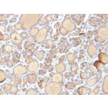 Immunohistochemistry - Anti-Thyroglobulin Antibody [r6E1] - BSA and Azide free (A253291) - Antibodies.com
