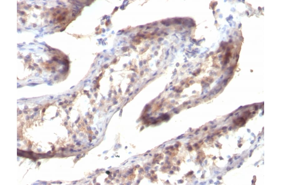 Immunohistochemistry - Anti-TGF alpha Antibody [SPM357] - BSA and Azide free (A253294) - Antibodies.com