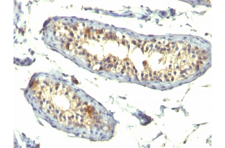 Immunohistochemistry - Anti-TGF alpha Antibody [TG86 + P/T1] - BSA and Azide free (A253297) - Antibodies.com