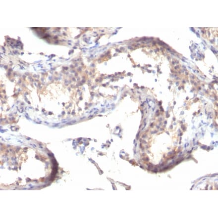 Immunohistochemistry - Anti-TGF alpha Antibody [TGFA/1119] - BSA and Azide free (A253298) - Antibodies.com