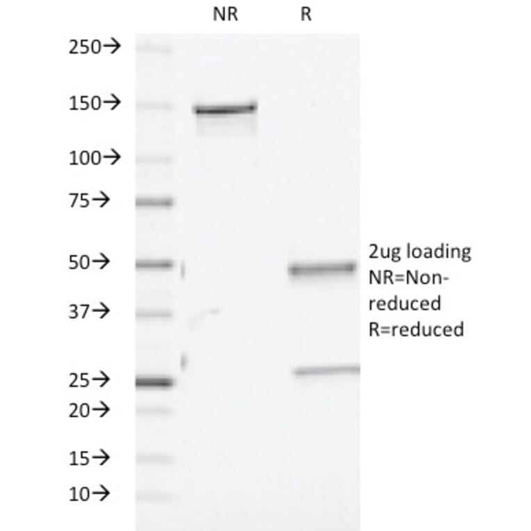 SDS-PAGE - Anti-TGF beta Antibody [TGFB/510] - BSA and Azide free (A253299) - Antibodies.com