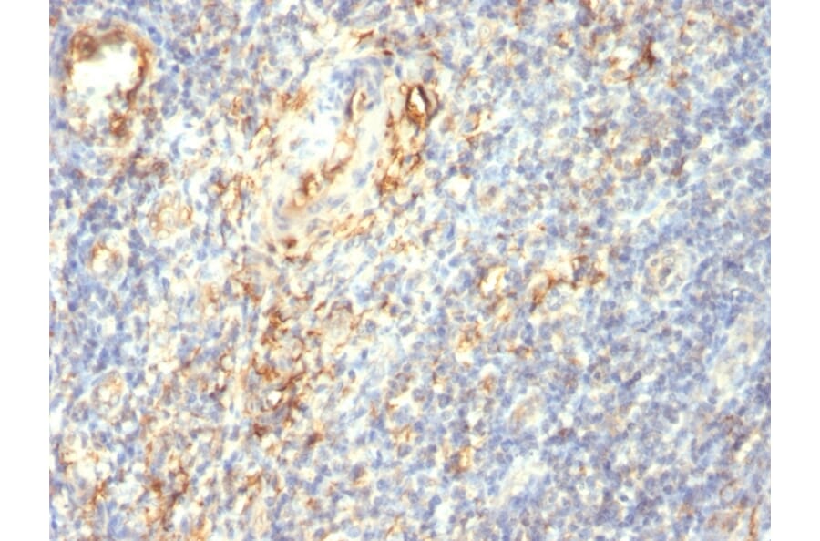 Immunohistochemistry - Anti-Transglutaminase II Antibody [SPM358] - BSA and Azide free (A253302) - Antibodies.com