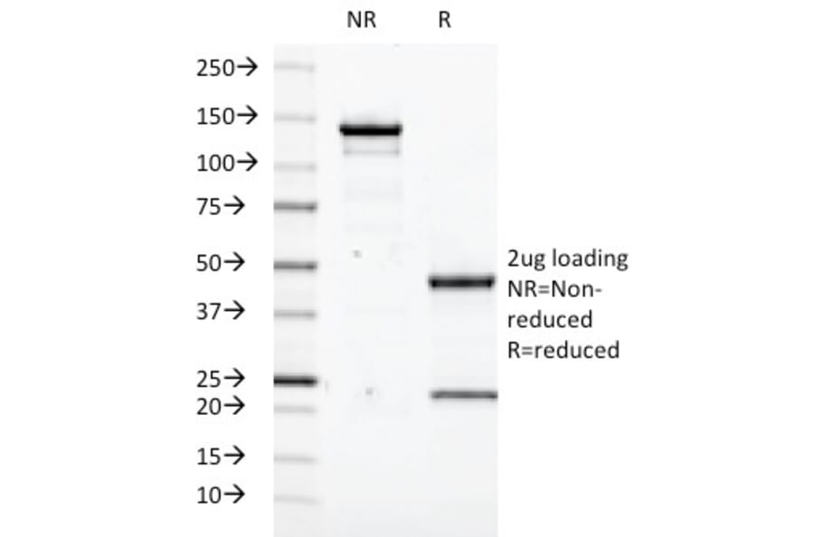 SDS-PAGE - Anti-Transglutaminase II Antibody [SPM592] - BSA and Azide free (A253303) - Antibodies.com