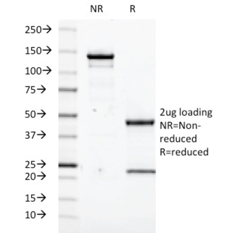 SDS-PAGE - Anti-Transglutaminase II Antibody [SPM592] - BSA and Azide free (A253303) - Antibodies.com